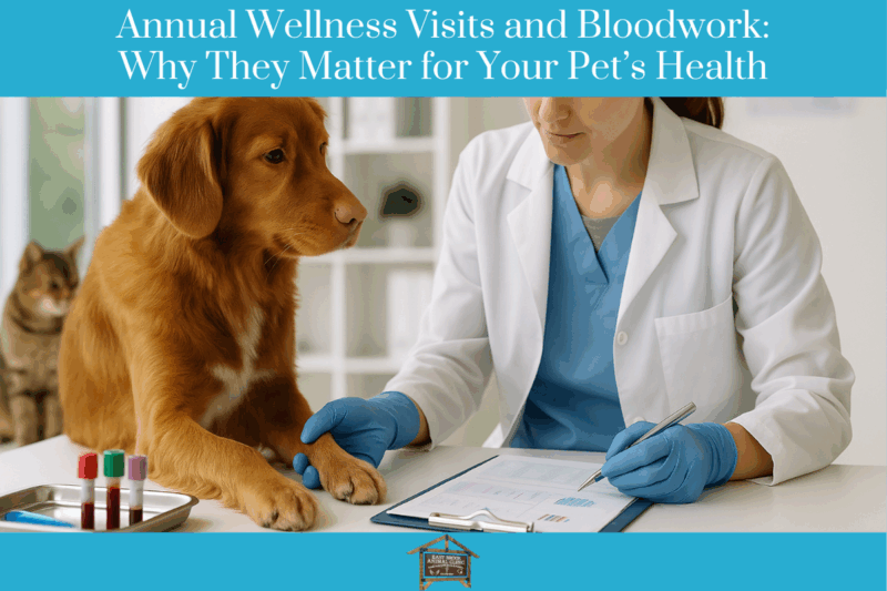 Annual Wellness Visits and Bloodwork Why They Matter for Your Pet’s Health