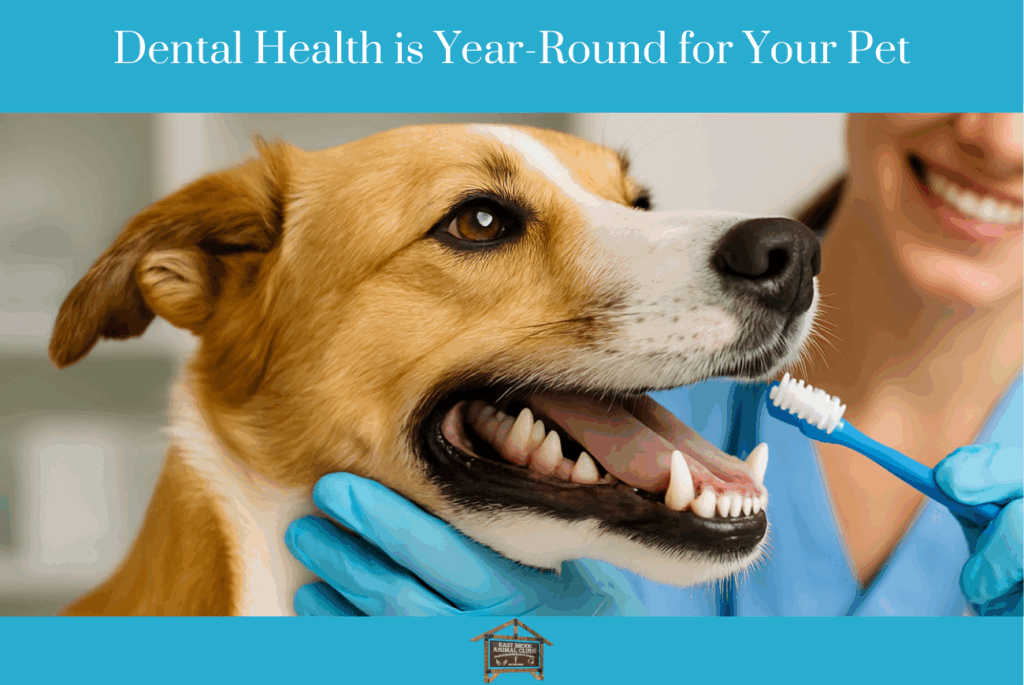 Dental Health is Year-Round for Your Pet