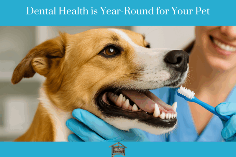 Dental Health is Year-Round for Your Pet