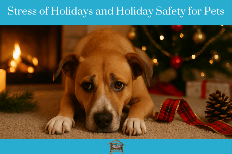 Stress of Holidays and Holiday Safety for Pets