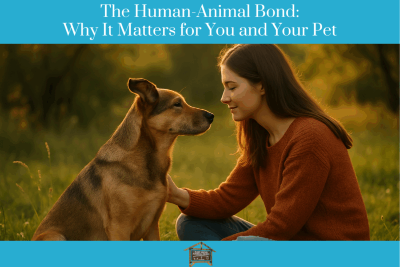 The Human-Animal Bond Why It Matters for You and Your Pet