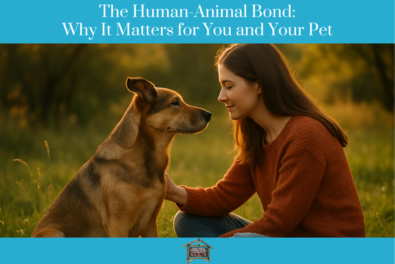 The Human-Animal Bond: Why It Matters for You and Your Pet | East Brook ...